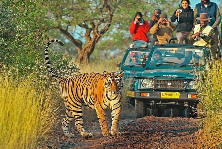 RANTHAMBORE