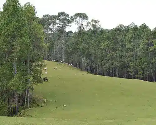 ALMORA - RANIKHET